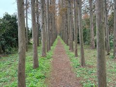 -上海长兴岛郊野公园