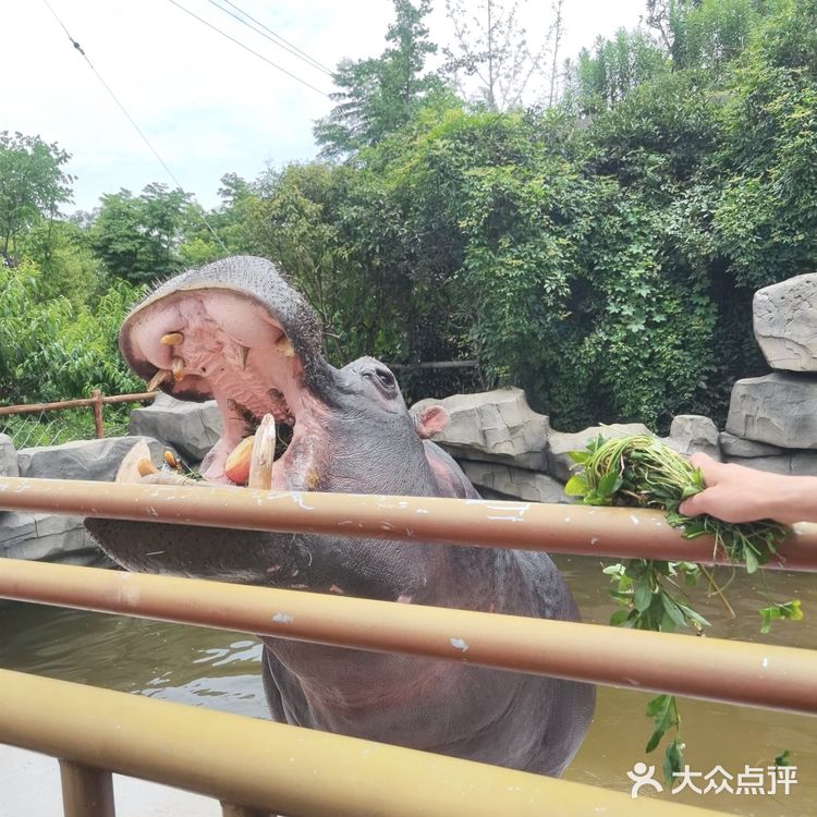 长假来龙之梦动物世界吧[加油]