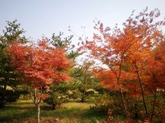 -大兴滨河森林公园