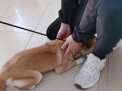 -瑞派动物医院·猫专科·至诚(江南中分院)