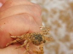 -青岛银沙滩温德姆至尊酒店