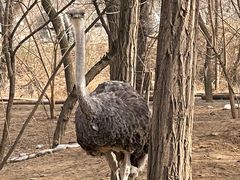 -北京野生动物园