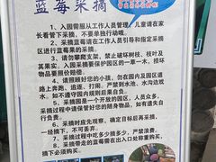 -森田蓝莓采摘园