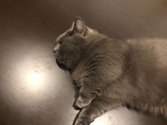 -逗柴咖啡屋·狗咖猫咖宠物桌游