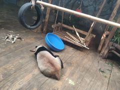 -深圳野生动物园