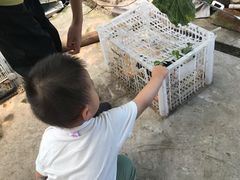 -马陆小张葡萄园农家乐