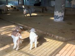 -鄂尔多斯野生动物园