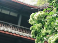 -都江堰景区