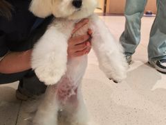 -帕帕拉兹宠物(亚洲旗舰店)