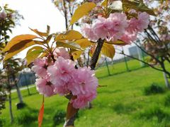 -瑶湖郊野森林公园