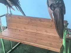 -西霞口神雕山野生动物世界