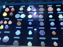 -贝壳梦幻世界