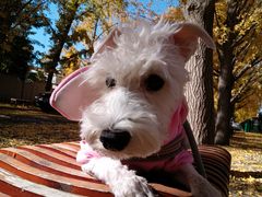 -三里屯东五街银杏大道