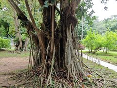 -中国科学院西双版纳热带植物园