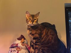 -李小姐の猫咖啡馆(五角场店)