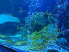 -太平洋海底世界