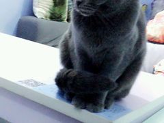 -喵的天空名猫咖啡馆·撸猫·猫舍·用品