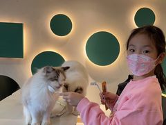 -飞行喵MR PILOT|猫舍·猫咖(静安大融城店)