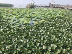 -哈素海