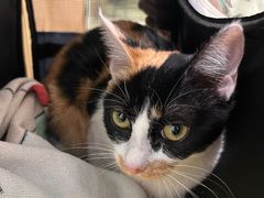 -艾贝尔宠物医院·24H转诊中心·肿瘤猫专科(江宁双龙店)