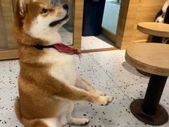 -逗柴咖啡屋·狗咖猫咖宠物桌游