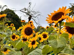 -南山植物园