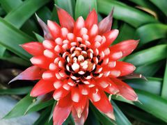 -国家植物园