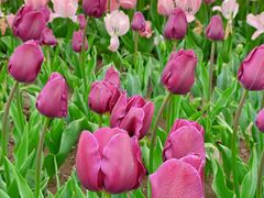 -玄武湖景区-情侣园游乐场