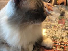 -Cappucimeow猫咪咖啡馆(韦伯时代店)