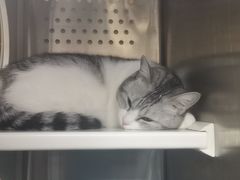 -艾贝尔宠物诊疗