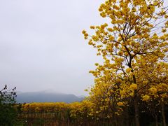 -天适樱花悠乐园