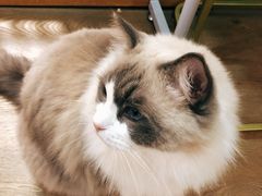 -MOCHA明星猫咖(田子坊店)