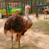 和小动物们来一场约会叭～