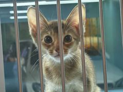 -FAELING PETS美天灵宠物(合生汇店)