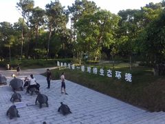 -广东惠东海龟国家级自然保护区