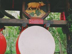 -合肥滨湖国家森林公园