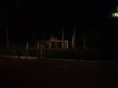 -清迈夜间动物园