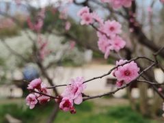 -梅花山(明孝陵内)