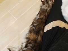 -momokira米努特·德文卷毛猫·棉花面纱犬