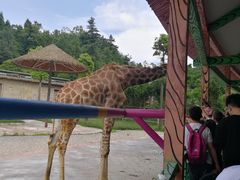 -贵州森林野生动物园