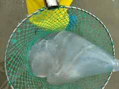 -红树林天天赶海