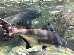 -太平洋海底世界