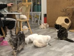 -楼上猫咖(罗湖店)
