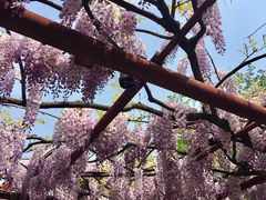 -嘉定紫藤园