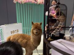 -1013 PET SHOP 宠物商店(近铁城市广场店)