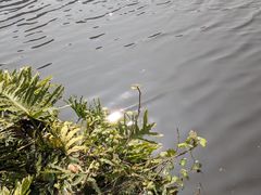 -重庆彩云湖湿地公园