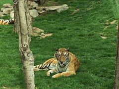 -北京野生动物园