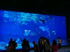 -烟台海昌鲸鲨海洋公园