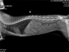 -喜多萌中农锦绣动物医院24H·猫科·牙科MRI·CT
