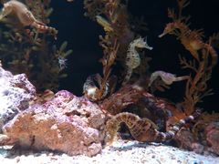 -暹罗海洋世界
